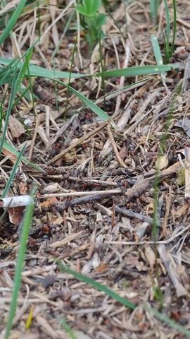The video shows an ant nest in the ground with many ants crawling around on twigs, grass, and leaf litter. The ants are dark-colored, and some may have red accents. There are green blades of grass poking out of the ground near the nest. The surrounding ground cover appears dry and brown.