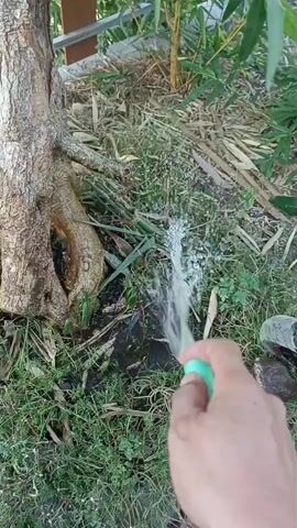 A first-person perspective video shows a hand holding a green hose spraying water onto the base of a tree and surrounding vegetation. The tree has a thick, gnarled trunk and exposed roots. The ground is covered in grass and some dry leaves. In the background, there are bamboo plants and a fence. The water stream is forceful, creating a spray that wets the soil and plants.