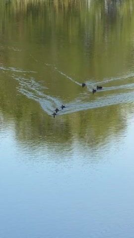 A group of dark-colored waterfowl, likely ducks or coots, are swimming in a V-shaped formation across a body of water. The water is calm with visible ripples spreading out from the birds' movements. The background features a reflection of green trees and possibly reeds, indicating the presence of vegetation along the water's edge. The lighting suggests it is daytime, possibly late afternoon or early morning due to the soft quality of light and reflections. One bird is swimming separately in the foreground.
