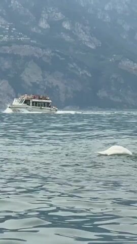 The video captures a serene lake scene with a large tour boat filled with people navigating through calm, rippling blue water. In the foreground, a large white swan is gracefully swimming, its body partially submerged as it glides across the surface. The swan's white plumage stands out against the muted blues and greens of the water. In the background, a majestic mountain range, shrouded in a light mist or haze, looms over the lake, suggesting a picturesque, natural setting. The tour boat is positioned further out on the water, leaving a white wake behind it, indicating it's in motion. The lighting suggests it is daytime, likely late morning or afternoon, with soft, diffused light. The overall atmosphere is peaceful and scenic, highlighting the interplay between human activity (the boat tour) and the natural beauty of the lake and mountains. The location context provided is Malcesine, Italy, which is known for its stunning lake and mountain scenery. No text is visible in the video.