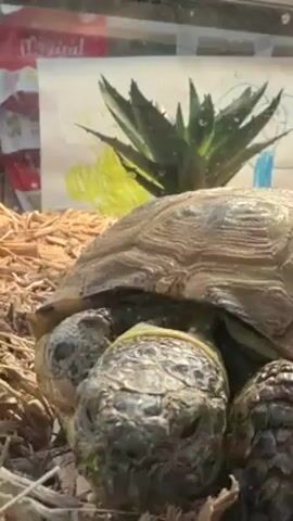 The video shows a tortoise in an enclosure filled with wood shavings. The tortoise has a light brown, textured shell, and its head is gray and leathery, with dark eyes. The tortoise is slowly lifting its head and looking towards the camera. Behind the tortoise, there's a green plant and a child's drawing displayed on the glass of the enclosure. The lighting suggests it's indoors.