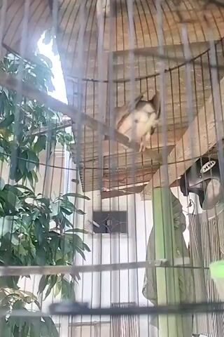 A bird is in a cage. The bird is brown and white. It is perched on a wooden stick. The cage is made of metal bars. There are green leaves on the left side of the cage. The background is blurry and appears to be a building.