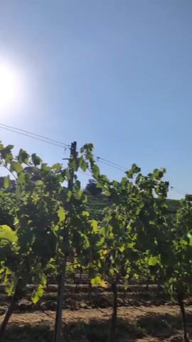 The video shows a vineyard with rows of grapevines under a clear blue sky with the sun visible and glinting. The camera pans across the vineyard, showing the green leaves and developing grapes on the vines. The ground is dry and dusty. There are no people visible in the video.