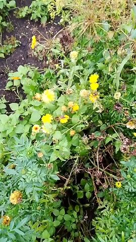 The video shows a close-up, top-down view of a patch of garden plants with numerous yellow and orange flowers. The flowers are mostly fully bloomed, with some appearing wilted or developing seed heads. The plants have green leaves of varying shapes and sizes. The background consists of dark soil and more dense foliage. The lighting is natural and appears to be overcast.