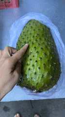 Person handles spiky soursop fruit in Ubud, Indonesia