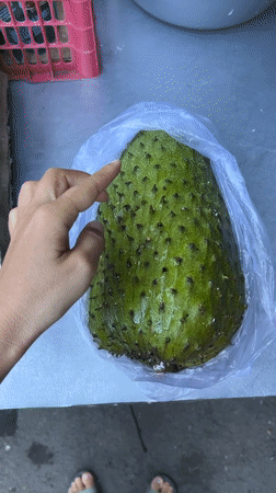 Person handles spiky soursop fruit in Ubud, Indonesia