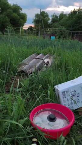 In a grassy outdoor setting, a small, light-colored kitten with dark markings on its face and tail is the central subject. The kitten is positioned in the middle ground, surrounded by tall green grass and foliage. It appears to be exploring or perhaps startled, with its body slightly tensed and its gaze directed forward.

In the foreground, a bright red plastic bowl with a clear lid containing some food or contents is visible. Next to the bowl, a green glass bottle with a dark cap lies on its side among the grass. Behind the kitten, several pieces of old, corrugated roofing material are propped up, creating a makeshift shelter or obstruction. A white cardboard box, possibly packaging, is also present to the right of the bowl.

The background reveals a rural landscape with more trees and vegetation. A fence runs across the middle ground, and a utility pole is visible in the distance. The sky above is partly cloudy, suggesting it might be late afternoon or early evening, with a soft, diffused light. The overall atmosphere seems calm and natural, with the kitten's cautious presence adding a touch of curiosity to the scene. There is no visible text on the objects in the frame, aside from what might be on the label of the green bottle, which is not legible. The setting appears to be a backyard or garden area in a rural location, consistent with the provided context of Yaganovka, Russia.