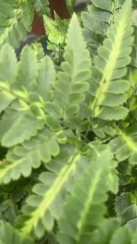 The video shows a close-up of a plant with green, fern-like leaves. The leaves have yellow variegation along the edges and in the center veins. The camera pans to the right, revealing more plants, including a cluster of bright yellow flowers in the foreground and a plant with orange flowers in the background. The plants appear to be in a greenhouse or nursery setting, with the ground covered in a gray, textured material. The lighting is bright and natural.