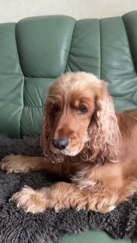 The video shows a golden Cocker Spaniel lying on a gray, shag rug on a green, tufted leather sofa. A hand enters the frame and offers the dog a small piece of green cucumber. The dog takes the cucumber into its mouth, chews, and swallows. The camera zooms in on the dog's face as it continues to lie down, chewing.