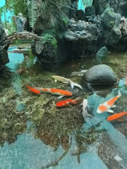 Koi fish swim in decorative pond in Vietnam