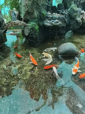 Koi fish swim in decorative pond in Vietnam