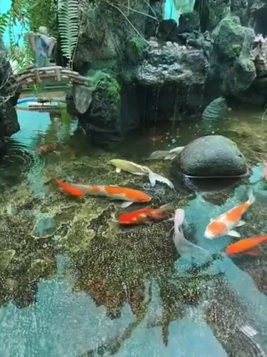 Koi fish swim in decorative pond in Vietnam