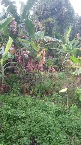 The video shows a dense, overgrown area with numerous plants. Large banana trees with broad leaves are prominent throughout the scene, some showing signs of drying or browning. Interspersed among the banana trees are various smaller plants and bushes. In the foreground, there is a thick carpet of green, low-lying vegetation. In the midground, some plants have reddish-purple foliage. A single, pale yellow flower on a stalk emerges from the vegetation on the right side of the frame. The background is filled with more trees and foliage, creating a sense of a natural, untamed environment. The lighting suggests it is either early morning or late afternoon, with the sky appearing overcast. There are no people or animals visible in the video. The overall impression is one of lush, tropical vegetation.