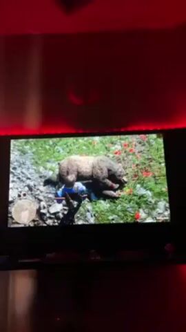 A person is playing a video game on a television. The game appears to be Red Dead Redemption 2 and the character in the game is skinning a bear. The TV is mounted to a wall above a shelf. The room is lit with LED strip lights, which change color from green, to red, and then blue. There are several small objects on the shelf below the TV.