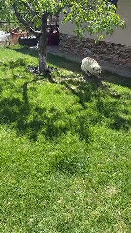 The video shows a light-colored Labrador dog running around a grassy yard. The dog runs through the yard, sometimes under trees, and appears to be enjoying itself. The yard is green and well-maintained, and there is a house and some trees visible in the background. The weather appears to be sunny.