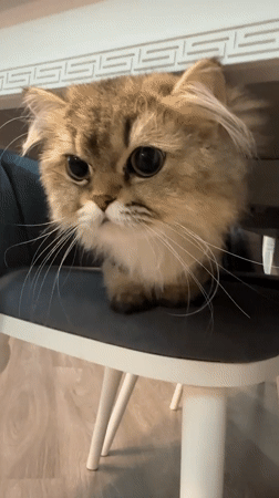 Tabby cat roams an indoor space in Baku