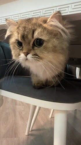 Tabby cat roams an indoor space in Baku