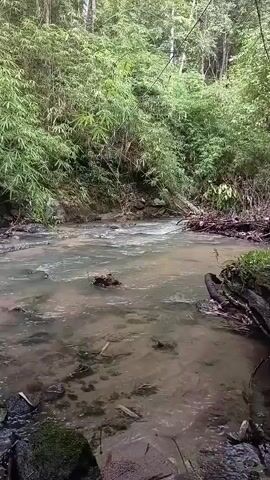 A murky stream flows through a dense bamboo forest. The water is shallow and appears to have a light brown tint. The banks are lined with rocks and fallen branches. The scene is serene and natural, with no visible signs of human activity.
