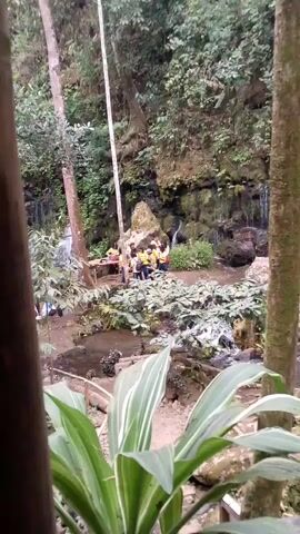 A group of people wearing yellow shirts are gathered near a waterfall in a lush, green forest. Some are standing, some are sitting on rocks, and one person is sitting on a wooden platform. The waterfall cascades down a moss-covered rock face. The area is filled with dense foliage and trees. The camera is positioned behind some large, green leaves, giving a partial view of the scene.