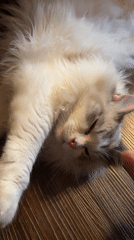 Backyard gathering with cat, treehouse, food documented over 30 minutes