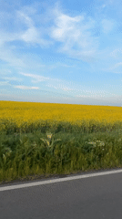 Canola field observed from roadside near Rusokastro, Bulgaria