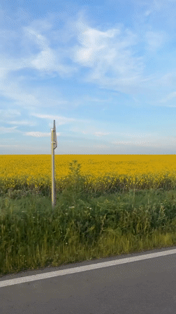 Canola field observed from roadside near Rusokastro, Bulgaria