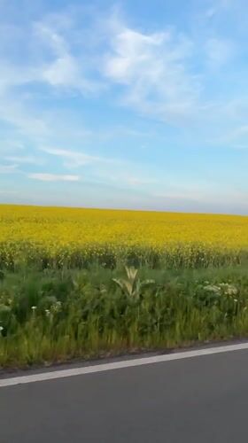 Canola field observed from roadside near Rusokastro, Bulgaria