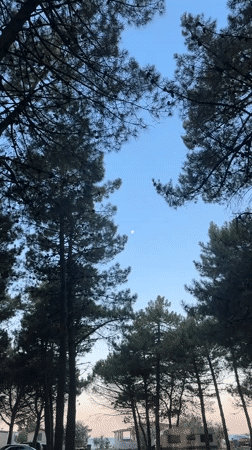 Pine campsite in Donji Štoj, moon still up at dawn