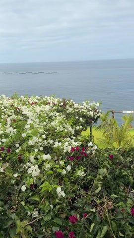 The video shows a lush green landscape overlooking a calm blue ocean under a cloudy sky. In the foreground, there are dense bushes with vibrant white and magenta flowers, some of which appear to be bougainvillea. To the right, there are tall palm trees and banana trees, indicating a tropical or subtropical climate. Further into the scene, a neatly manicured green lawn slopes down towards the ocean. On the lawn, there's a wooden archway structure with a sign hanging from it, and a white umbrella. There are no people visible in the video. The camera pans slowly to the right, revealing more of the coastal scenery. In the distance, on the ocean, there appear to be some floating structures, possibly indicating a fish farm or a similar offshore operation. The overall impression is one of a peaceful, scenic coastal environment.