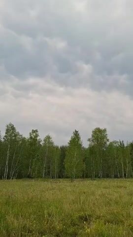 A video displays a field with tall grass and a line of birch trees in the background under a cloudy sky. The camera is stationary and the video appears to be a time-lapse or a very slow pan. There are no people or animals visible.