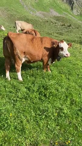 A brown and white cow with a bell around its neck stands in a grassy field with other cows in the background. The field is on a hillside with a mountain in the background. A small building is visible on the left side of the frame. The sky is blue and there are some clouds.
