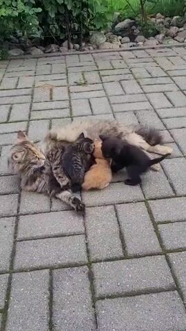 A long-haired tabby cat lies on its side on a grey paver patio, surrounded by four kittens. Two kittens, one black and one orange, are actively nursing from the mother cat. Another kitten, striped grey and black, is also nursing, and a fourth kitten, black, is positioned near the mother's head, appearing to be waiting its turn or grooming. The kittens are small and appear to be very young. The mother cat has her eyes closed and appears relaxed. The background consists of green foliage and some rocks. The lighting suggests it is daytime.