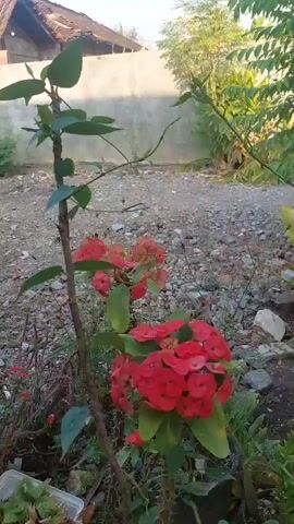 A handheld, first-person perspective video shows an outdoor scene. The camera is positioned at eye level and is panning slowly to the right. In the foreground, there is a plant with green leaves and red flowers. The plant has a thin, brown stem. Behind the plant, there is a gravel path and a wall. In the background, there is a building with a tiled roof. The lighting suggests it is daytime, possibly early morning or late afternoon, with soft light and shadows. The overall environment appears to be a residential yard or garden area.