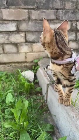 A Bengal kitten with brown and black stripes walks on a leash in the grass next to a brick wall. The kitten is wearing a pink and white harness with a flower decoration. The kitten turns its head to the left and looks at something off-camera.