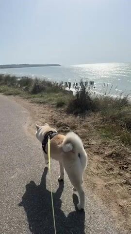 The video shows a dog with a beige and white coat walking on an asphalt path beside a sandy area with dry grass. The dog is wearing a black harness and is attached to a yellow leash held by an unseen person. The path runs alongside the ocean, which is visible in the background under a clear sky. The sun is shining brightly, creating a glare on the water. There are some wooden posts in the water and along the shoreline. In the distance, a faint shoreline with structures is visible. On the left side of the path, there are a few people sitting on benches or chairs, seemingly enjoying the view. The dog is moving away from the camera.
