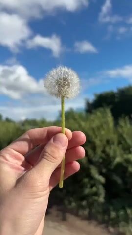 The media file shows a close-up, first-person perspective of a hand holding a dandelion seed head against a backdrop of a blue sky with white, puffy clouds and lush green foliage. The hand is holding the stem of the dandelion.

The primary subject is the dandelion seed head, which is white and fluffy. The activity captured is the dandelion being blown, causing its seeds to disperse. The first few seconds show the dandelion intact, and then as the video progresses, the seeds begin to fly off into the wind.

The scene is outdoors, likely in a natural setting given the greenery and sky. The weather appears to be sunny and pleasant, suggested by the bright blue sky and white clouds. The time of day seems to be daytime, possibly late morning or afternoon. There are no visible text elements in the media file. The overall mood evoked is one of nature, simplicity, and the ephemeral beauty of the dandelion's life cycle.