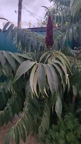 The video shows a close-up of a plant with long, serrated leaves and a tall, conical, dark red flower spike at the top. The plant appears to be outdoors, with a fence and a utility pole visible in the background. The lighting suggests it is either early morning or late evening. The camera moves slightly, causing some motion blur, but the plant remains the central focus. A voice is heard speaking Russian, saying "Look, it's growing interestingly here."
