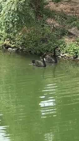 Wildlife and landmarks spotted around Tashkent on a quiet morning