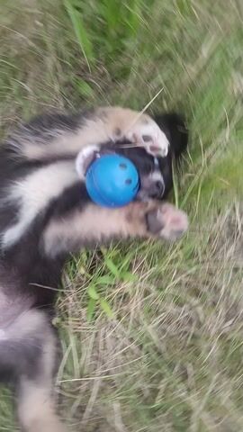 A small black and white puppy rolls in the grass, playing with a blue ball. The puppy is lying on its back, with its paws holding the ball. The grass is green and dry, and there are some small plants in the background.