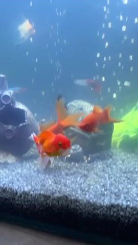The video shows an aquarium containing several small fish. The fish are a mix of orange, red, and white. There are two larger orange fish in the foreground, appearing to be goldfish. A bright red fish is swimming in the mid-ground. In the background, a white and orange fish is visible, along with a smaller red and white fish. The aquarium has a gravel substrate, and there are decorative elements including a dark, shipwreck-like structure on the left and a treasure chest on the right, along with green artificial plants. Bubbles are rising in the water, suggesting an aeration system. The lighting appears to be artificial, casting a blue-toned light on the scene.