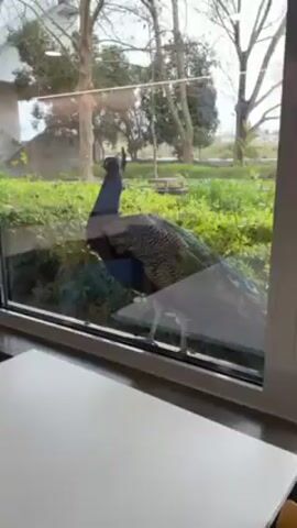 From inside a building, a peacock is viewed through a window. The bird is standing on green grass or shrubbery. The top half of the window reflects the interior of the room. Outside, the bare branches of trees are visible with a few other buildings in the background. A white tabletop is visible in the foreground.