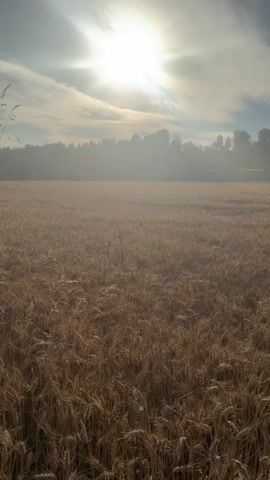 A camera pans across a field of ripe wheat under a bright, hazy sun. The wheat stalks are golden brown and appear dry, suggesting the crop is ready for harvest. In the distance, a line of trees is visible, shrouded in a light mist or haze. The sky is partly cloudy, with the sun casting bright rays through the clouds. The overall atmosphere is serene and rural, evoking a sense of late summer or early autumn. There are no people or animals visible in the frame. The video appears to be a single, continuous shot.