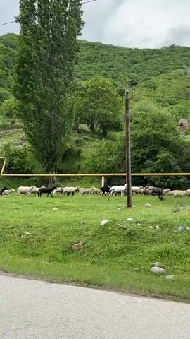 The video shows a roadside view of a flock of sheep moving across a grassy field. The sheep, a mix of white and black, are moving from right to left in the frame. Behind the field is a hillside covered in green trees and foliage, with a small building visible on the hill. A series of yellow pipes run across the field and up the hill. A tall tree stands on the right side of the frame, and power lines are visible overhead. The sky is overcast.