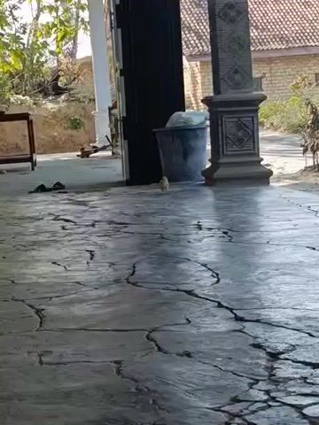 A chick walks across a cracked concrete floor. The floor is in the foreground. In the background, there is a trash can, a door, and part of a building.