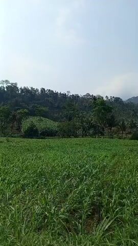 The video shows a rural landscape with agricultural fields and trees. The camera pans across a wide expanse of green crops, likely a field of young corn or similar vegetation. In the background, a lush green hill or mountain is covered in dense trees and vegetation. A small structure, possibly a house or barn with a thatched roof, is partially visible among the trees. The sky is clear and bright, indicating a sunny day. The camera then shifts focus to a dense grove of banana trees, their large leaves creating a dense canopy. The video appears to be taken from ground level, possibly while moving along a path or road.