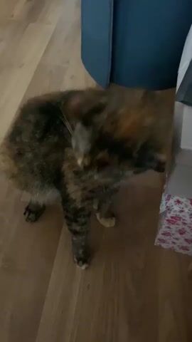 A tortoiseshell cat is standing on a wooden floor and scratching its head with its hind leg. The cat's fur is a mixture of brown, black, and orange. The cat's eyes are closed. The background is blurred, but appears to be a room with furniture. The video is short and shows the cat scratching for a few seconds.