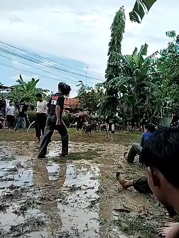 Certainly! Here is a description of the video:

The video shows a muddy field with several people standing, sitting, and running through the mud.  The ground is covered in puddles. In the background, a group of people stands watching. A tall tree and banana plants stand on the right. Overhead, power lines are visible. A boy is crouched in the foreground watching the event.