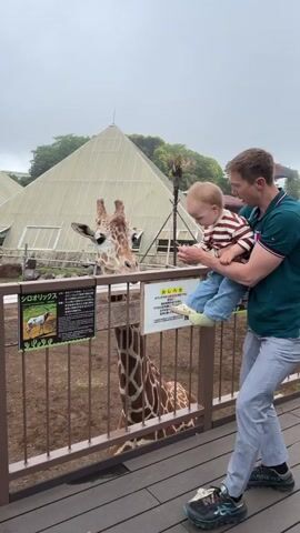 A man holds a baby in his arms while standing on a wooden platform. The man is wearing a green shirt and grey pants, and the baby is wearing a striped shirt and blue pants. The man is feeding a giraffe, which is standing behind a fence. The giraffe is eating from the baby's hand. The background shows a pyramid-shaped building and trees. The sky is overcast. There are signs in Japanese on the fence.