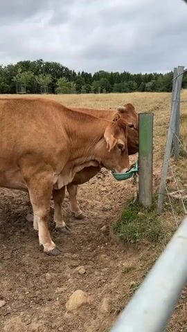 The video shows two cows drinking water from a trough. The cows are brown and appear to be healthy. The trough is green and is attached to a metal pole. The ground is dirt and grass. There are trees in the background. The sky is cloudy.