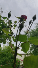 Garden tour captures diverse flowers, ripening fruit, cat sighting